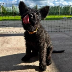 Jace : Dutch Shepherd