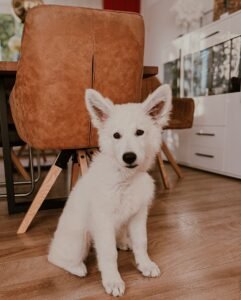 Julia : German Shepherd