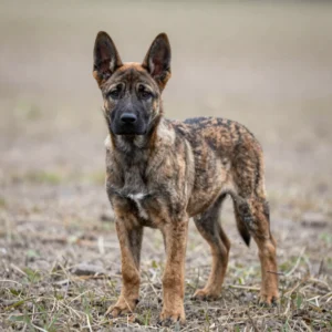Linden Dutch Shepherd