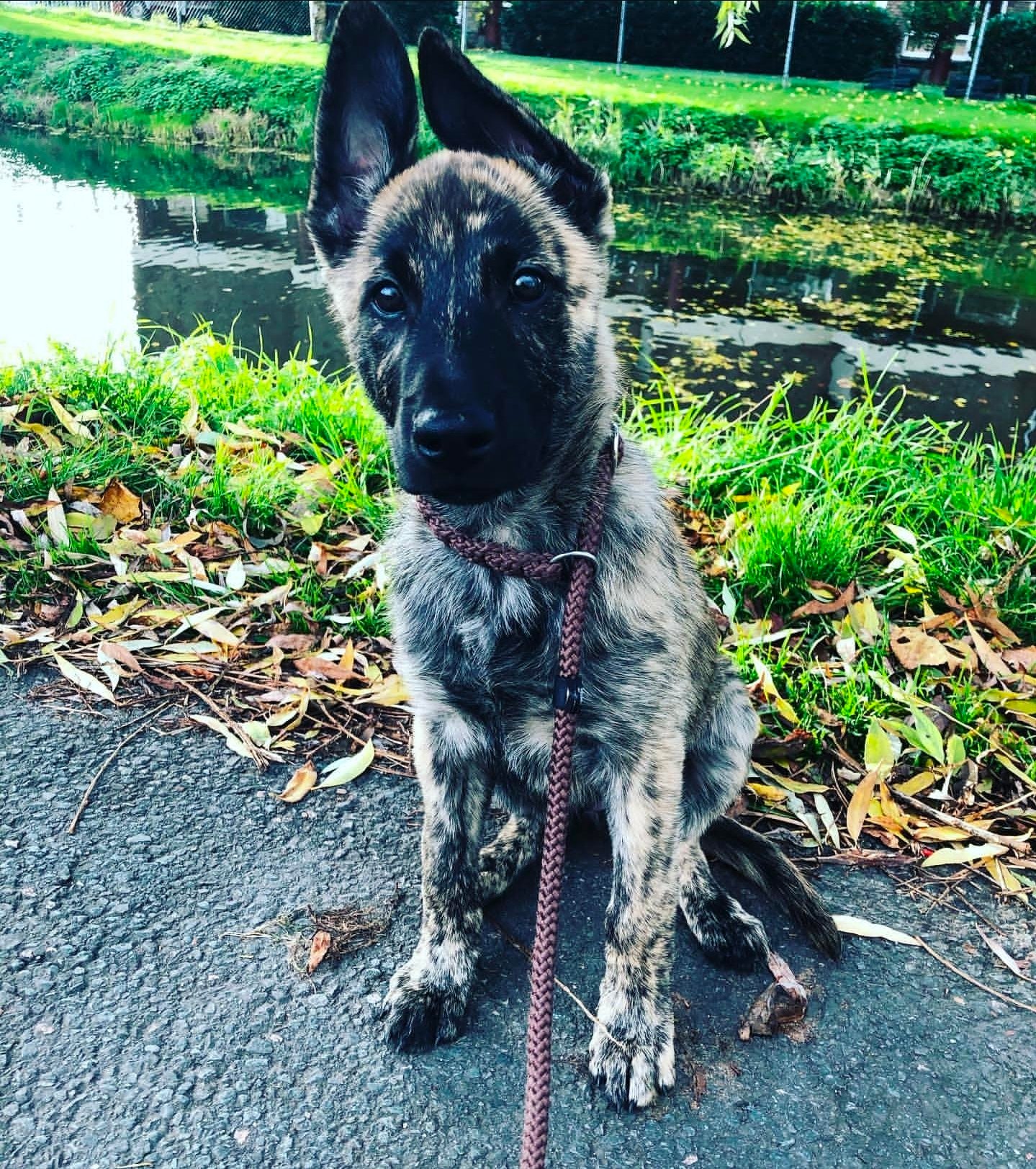 Rajj : Dutch Shepherd