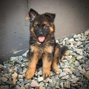 Rito : German Shepherd