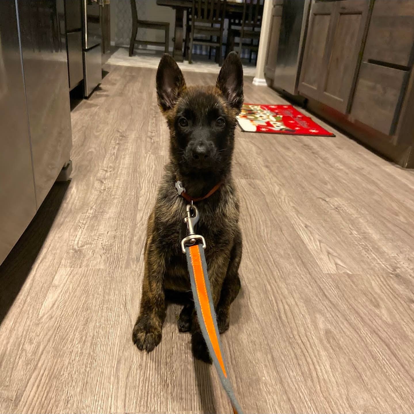Sienna : Dutch Shepherd