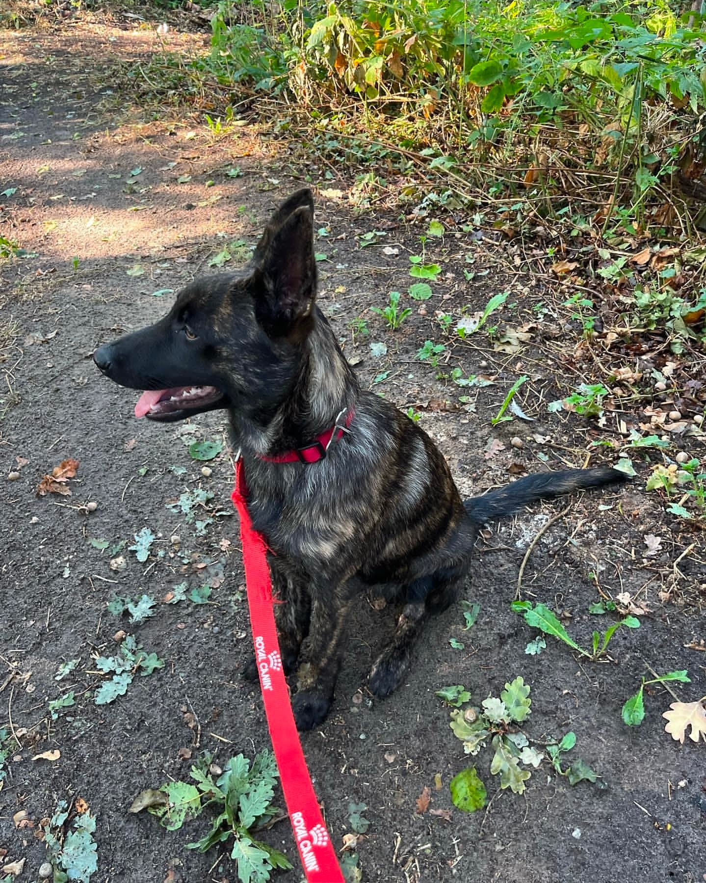 Stuart : Dutch Shepherd