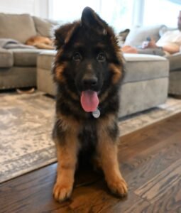 Walker : German Shepherd