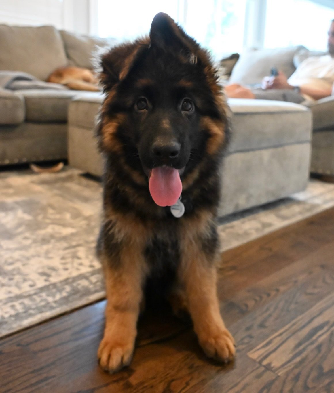 Walker : German Shepherd